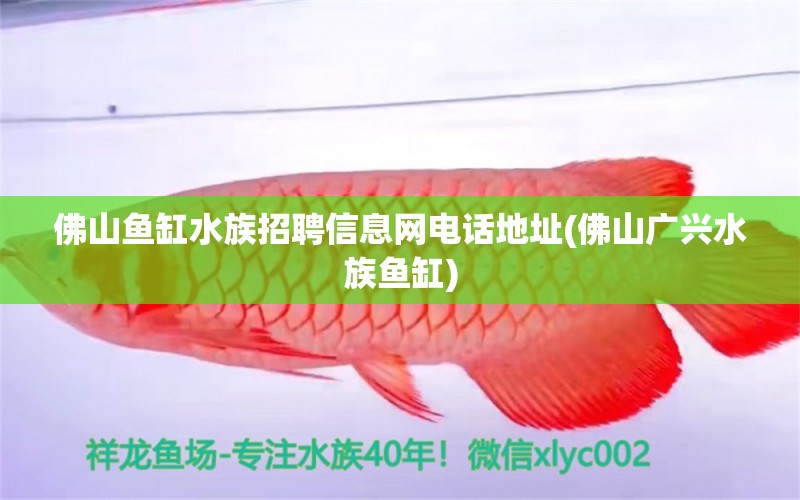 佛山鱼缸水族招聘信息网电话地址(佛山广兴水族鱼缸) 祥龙超血红龙鱼