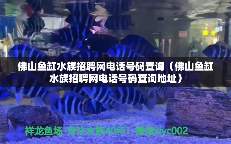 佛山鱼缸水族招聘网电话号码查询（佛山鱼缸水族招聘网电话号码查询地址）