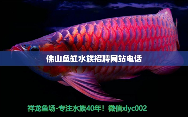 佛山鱼缸水族招聘网站电话