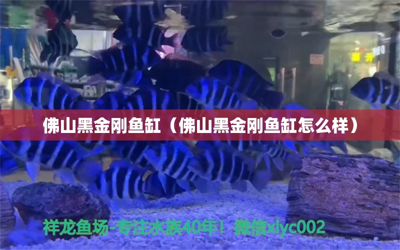 佛山黑金刚鱼缸（佛山黑金刚鱼缸怎么样） 观赏鱼市场（混养鱼）