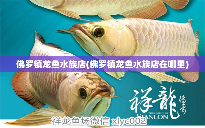 佛罗镇龙鱼水族店(佛罗镇龙鱼水族店在哪里)