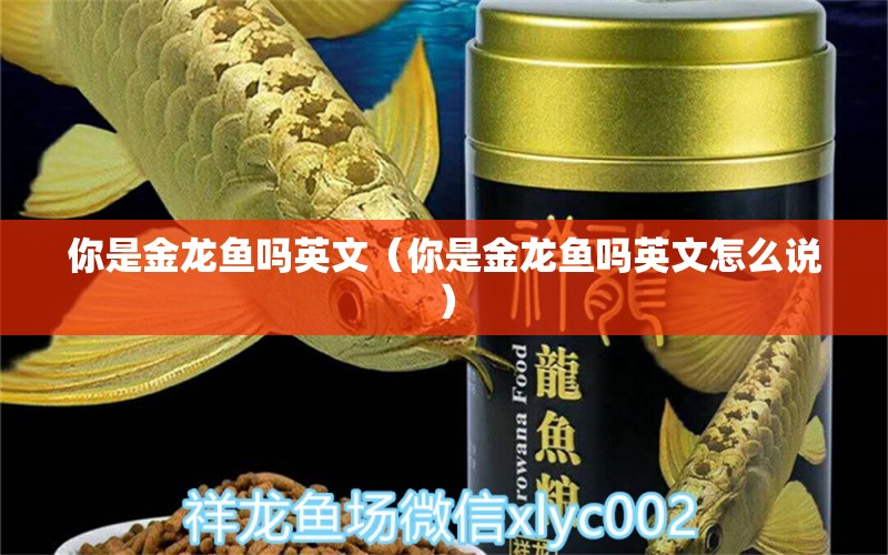 你是金龙鱼吗英文（你是金龙鱼吗英文怎么说）