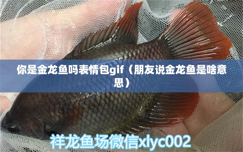 你是金龙鱼吗表情包gif（朋友说金龙鱼是啥意思） 广州龙鱼批发市场