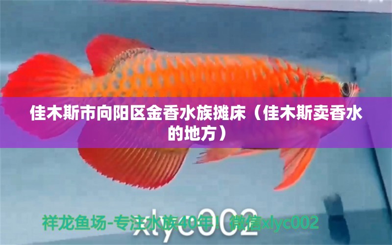 佳木斯市向阳区金香水族摊床（佳木斯卖香水的地方）