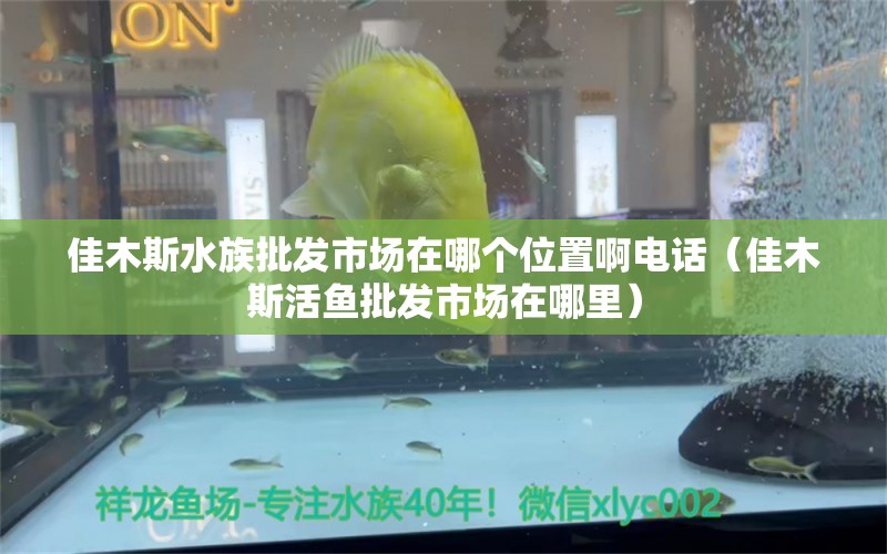 佳木斯水族批发市场在哪个位置啊电话（佳木斯活鱼批发市场在哪里） 观赏鱼水族批发市场 第1张