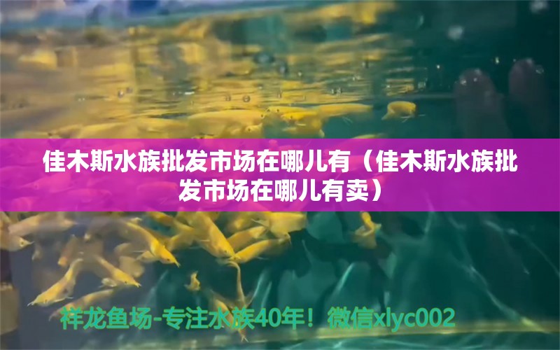 佳木斯水族批发市场在哪儿有（佳木斯水族批发市场在哪儿有卖）