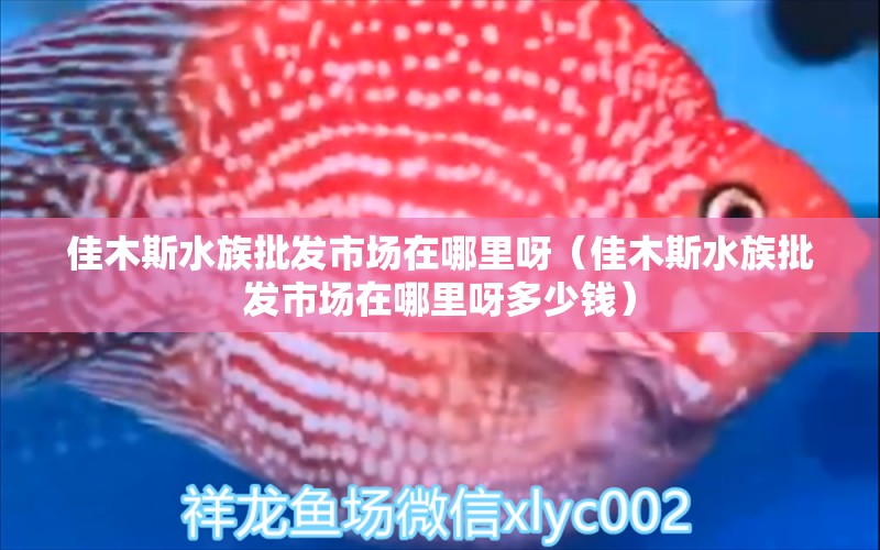 佳木斯水族批发市场在哪里呀（佳木斯水族批发市场在哪里呀多少钱）