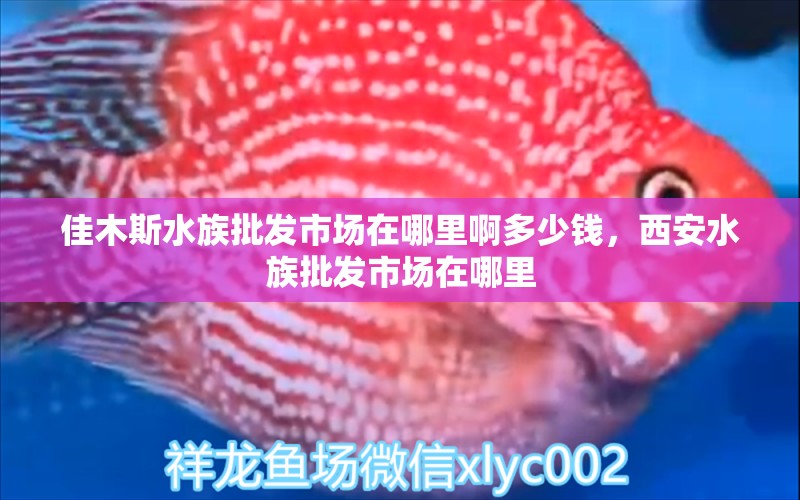 佳木斯水族批发市场在哪里啊多少钱，西安水族批发市场在哪里