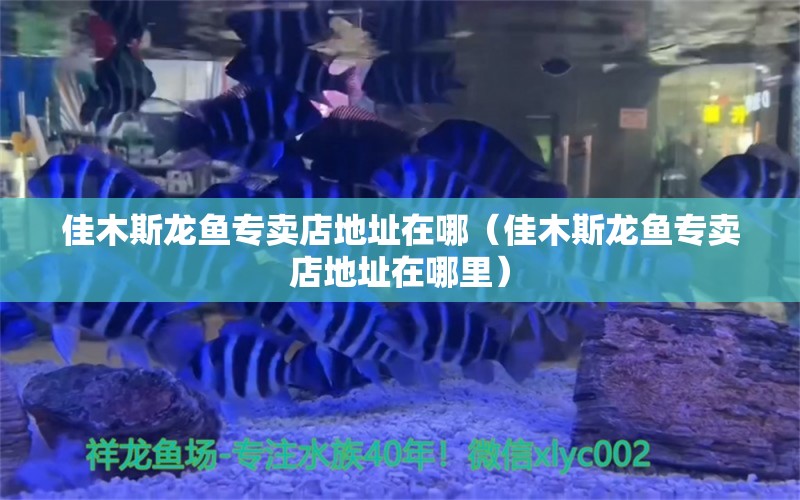 佳木斯龙鱼专卖店地址在哪（佳木斯龙鱼专卖店地址在哪里） 委内瑞拉奥里诺三间鱼苗