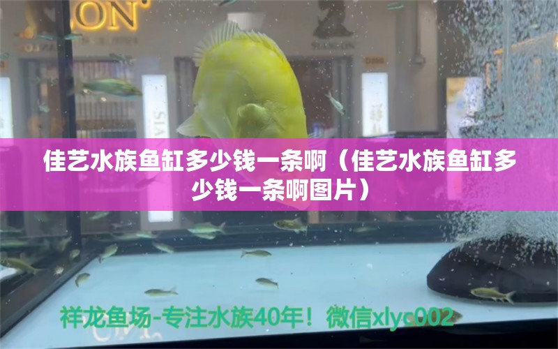 佳艺水族鱼缸多少钱一条啊（佳艺水族鱼缸多少钱一条啊图片）