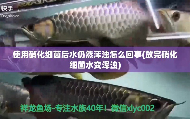 使用硝化细菌后水仍然浑浊怎么回事(放完硝化细菌水变浑浊) 硝化细菌