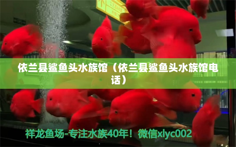 依兰县鲨鱼头水族馆（依兰县鲨鱼头水族馆电话） 全国水族馆企业名录