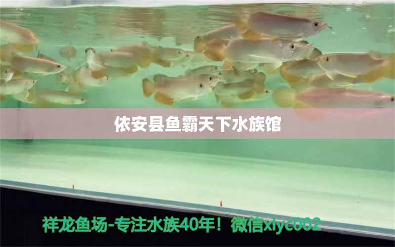 依安县鱼霸天下水族馆