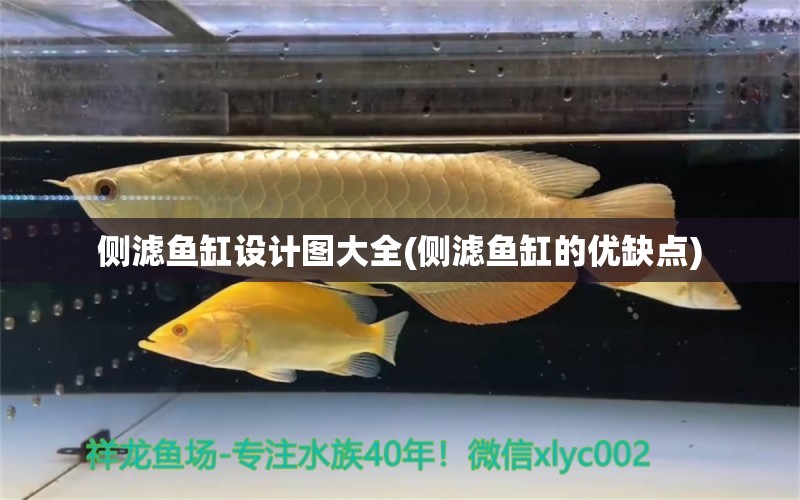 侧滤鱼缸设计图大全(侧滤鱼缸的优缺点) 翡翠凤凰鱼