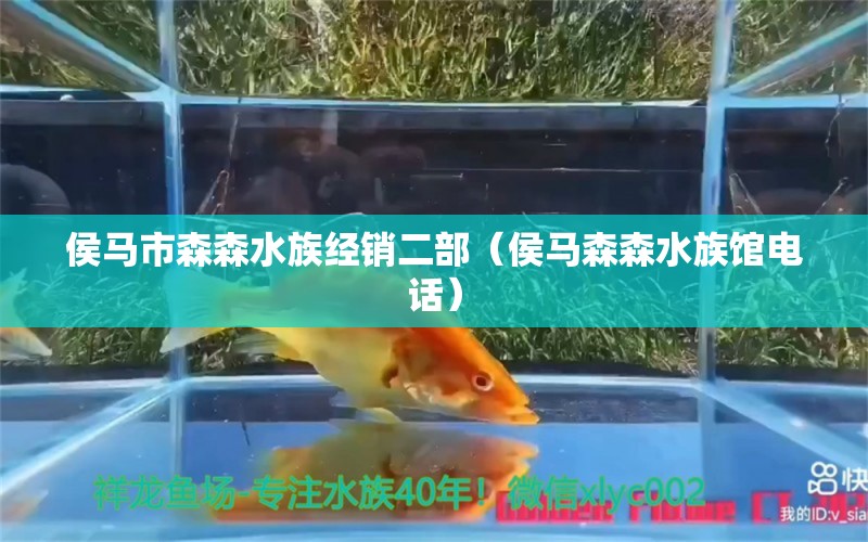 侯马市森森水族经销二部（侯马森森水族馆电话）