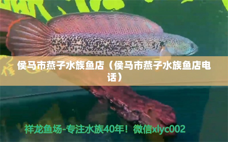 侯马市燕子水族鱼店（侯马市燕子水族鱼店电话）