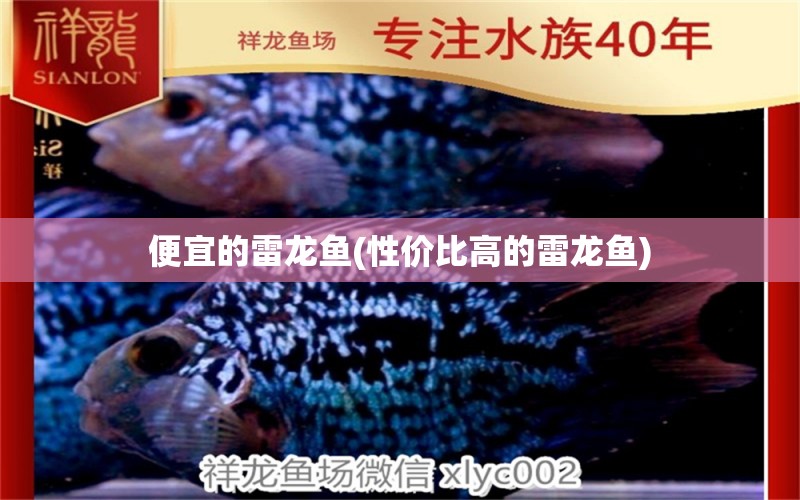 便宜的雷龙鱼(性价比高的雷龙鱼) 广州水族批发市场