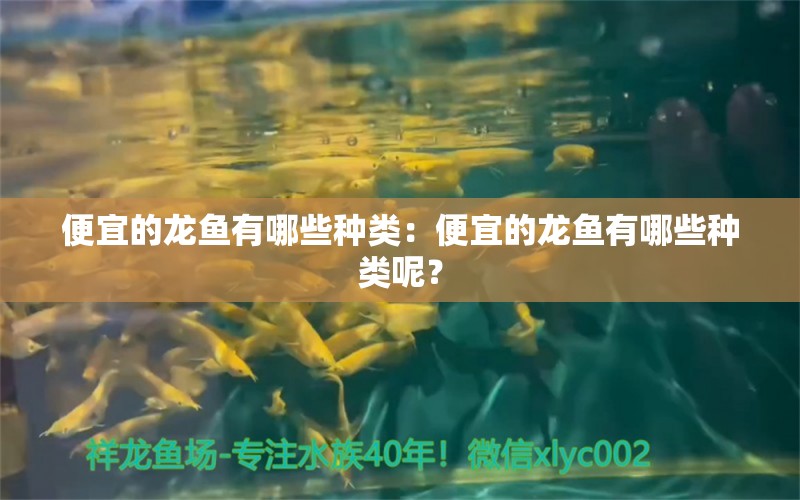 便宜的龙鱼有哪些种类：便宜的龙鱼有哪些种类呢？ 龙鱼百科 第2张