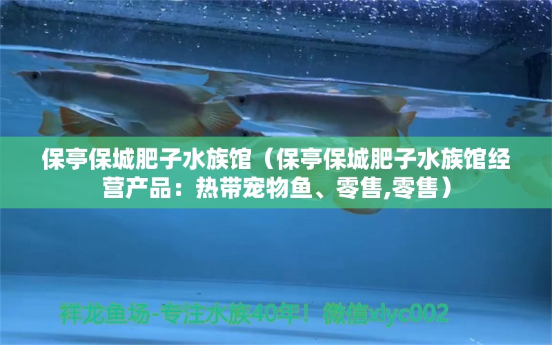 保亭保城肥子水族馆（保亭保城肥子水族馆经营产品：热带宠物鱼、零售,零售） 全国观赏鱼市场 第2张