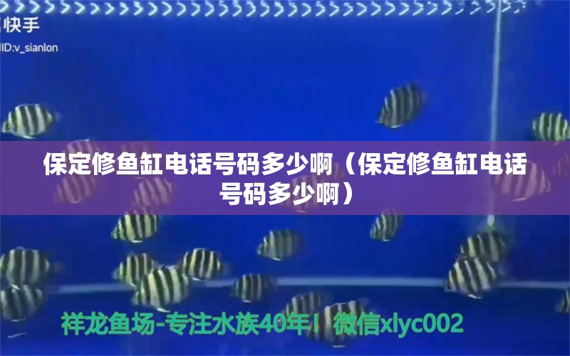 保定修鱼缸电话号码多少啊（保定修鱼缸电话号码多少啊） 观赏鱼水族批发市场