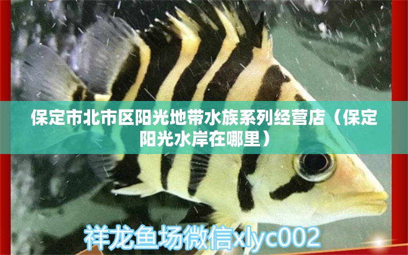 保定市北市区阳光地带水族系列经营店（保定阳光水岸在哪里）