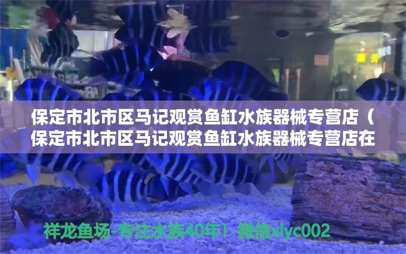 保定市北市区马记观赏鱼缸水族器械专营店（保定市北市区马记观赏鱼缸水族器械专营店在哪）