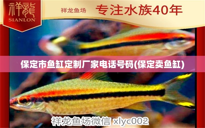 保定市鱼缸定制厂家电话号码(保定卖鱼缸) 红魔王银版鱼