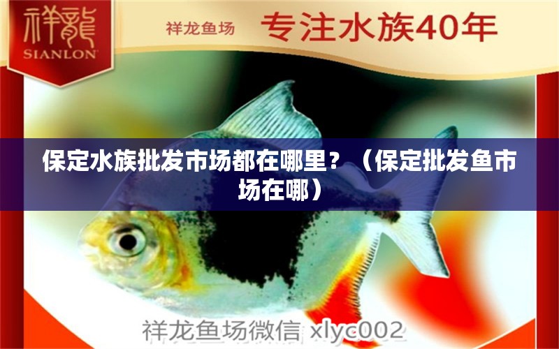 保定水族批发市场都在哪里？（保定批发鱼市场在哪） 观赏鱼水族批发市场 第1张