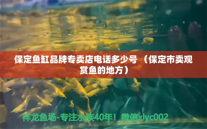 保定鱼缸品牌专卖店电话多少号 （保定市卖观赏鱼的地方） 观赏鱼市场（混养鱼）