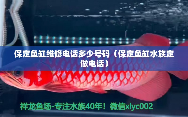 保定鱼缸维修电话多少号码（保定鱼缸水族定做电话） 武吉美拉金龙鱼