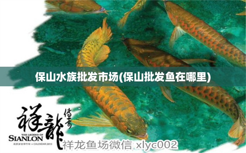 保山水族批发市场(保山批发鱼在哪里)