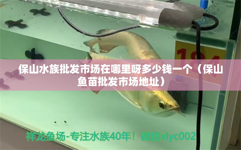 保山水族批发市场在哪里呀多少钱一个（保山鱼苗批发市场地址）