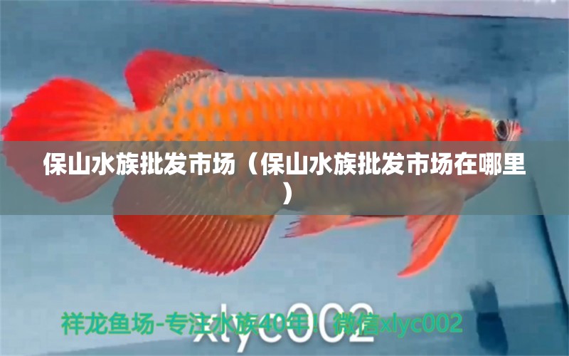 保山水族批发市场（保山水族批发市场在哪里）