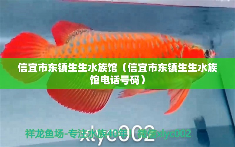 信宜市东镇生生水族馆（信宜市东镇生生水族馆电话号码）