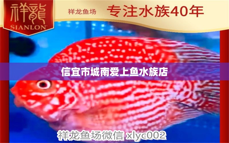 信宜市城南爱上鱼水族店