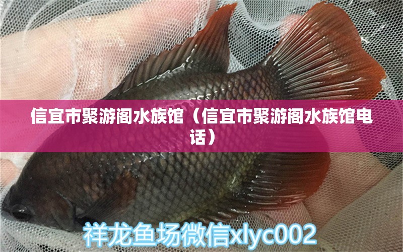 信宜市聚游阁水族馆（信宜市聚游阁水族馆电话）