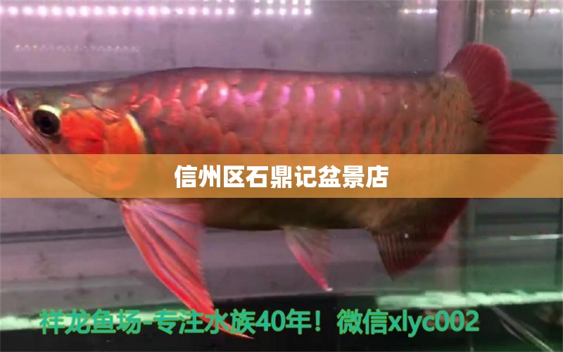 信州区石鼎记盆景店 全国水族馆企业名录