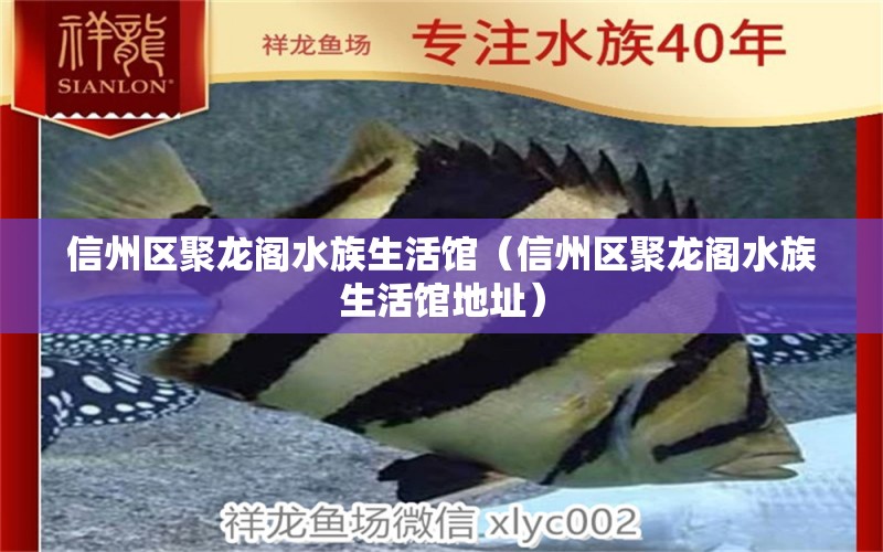 信州区聚龙阁水族生活馆（信州区聚龙阁水族生活馆地址） 全国水族馆企业名录