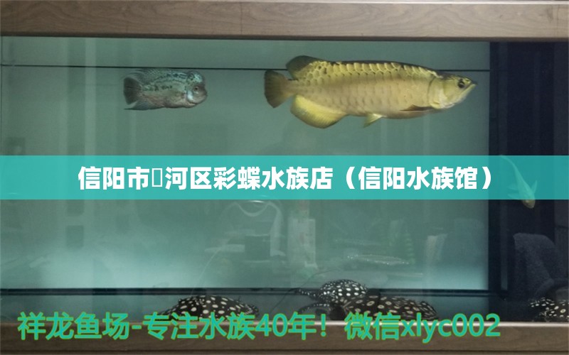 信阳市浉河区彩蝶水族店（信阳水族馆） 全国水族馆企业名录