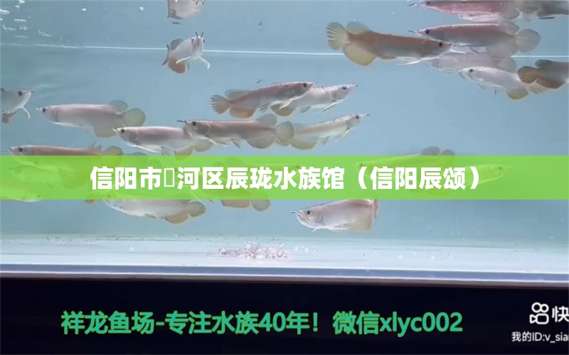 信阳市浉河区辰珑水族馆（信阳辰颂） 全国水族馆企业名录