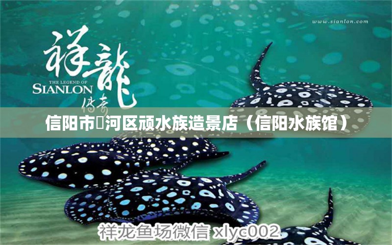 信阳市浉河区顽水族造景店（信阳水族馆） 全国水族馆企业名录