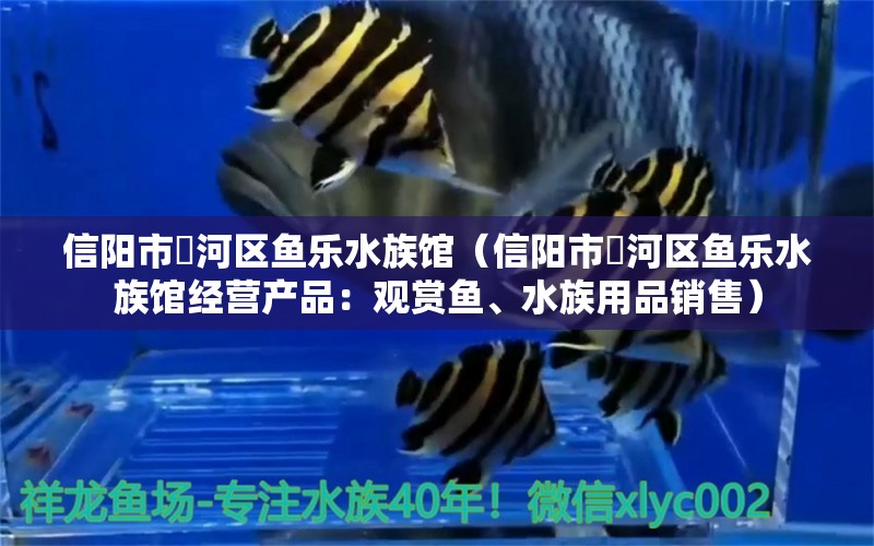 信阳市浉河区鱼乐水族馆（信阳市浉河区鱼乐水族馆经营产品：观赏鱼、水族用品销售） 全国观赏鱼市场 第2张