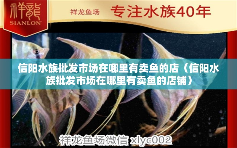 信阳水族批发市场在哪里有卖鱼的店（信阳水族批发市场在哪里有卖鱼的店铺）