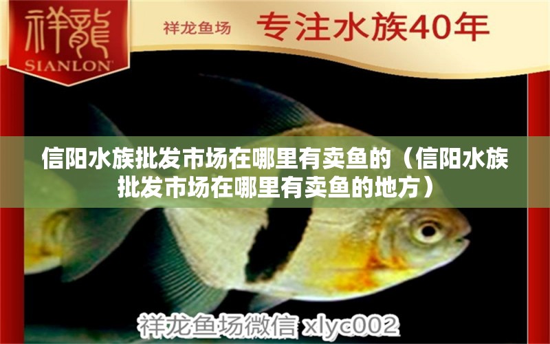 信阳水族批发市场在哪里有卖鱼的（信阳水族批发市场在哪里有卖鱼的地方）