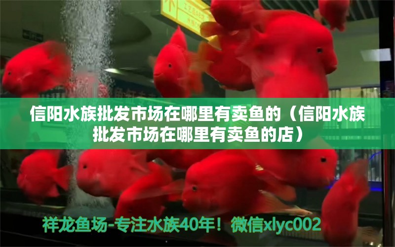 信阳水族批发市场在哪里有卖鱼的（信阳水族批发市场在哪里有卖鱼的店）