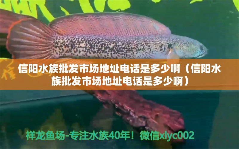 信阳水族批发市场地址电话是多少啊（信阳水族批发市场地址电话是多少啊）