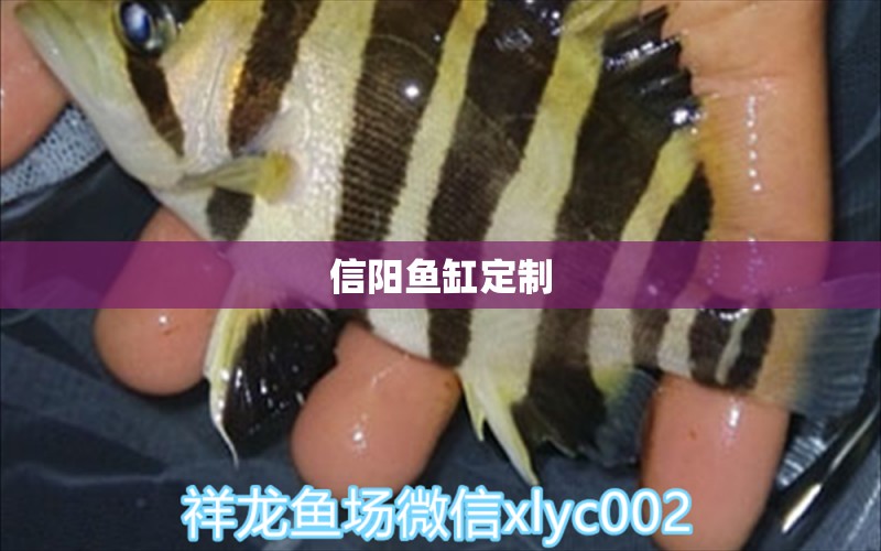 信阳鱼缸定制 其他品牌鱼缸