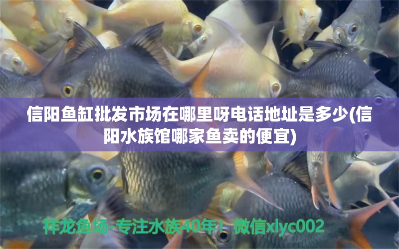 信阳鱼缸批发市场在哪里呀电话地址是多少(信阳水族馆哪家鱼卖的便宜)