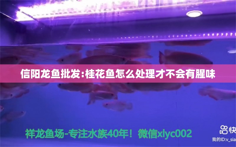 信阳龙鱼批发:桂花鱼怎么处理才不会有腥味