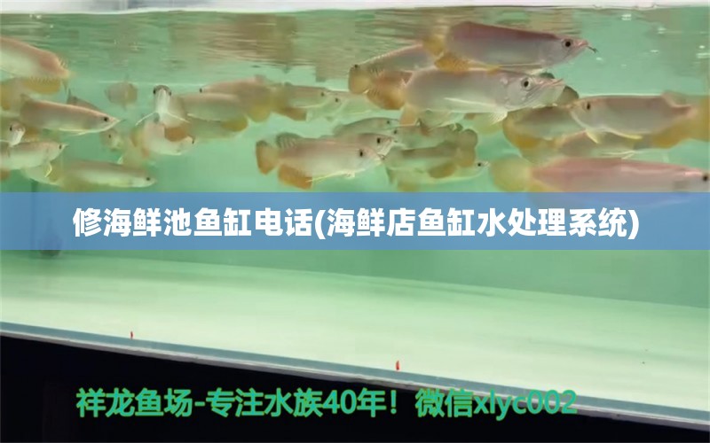 修海鲜池鱼缸电话(海鲜店鱼缸水处理系统)